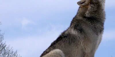 Lupo-grigio-che-ulula-UK-Wolf-Conservation-Trust